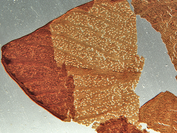 Brown, roughly triangular leaf fragment. Stomatal cells are transparent and form a light speckled pattern