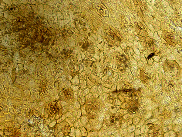 Dark yellow plant tissue at high magnification, with cells arranged in repeating patterns