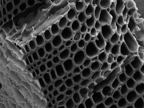 Black and white micrograph showing the three-dimensional structure of wood cells resembling a honeycomb