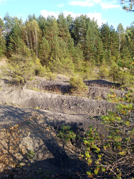 Open terrain with a very undulating ground, covered with dwarf pines. In the background a wall of trees