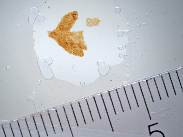 A three-part, small leaf broken at the top on a microscope slide. A ruler is placed next to it to show the scale