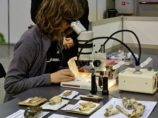 A young woman looks intently at something through a microscope. Pieces of tree bark and twigs lie on the table beside her