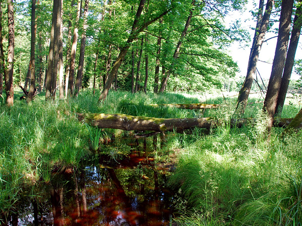 A river at the edge of a forest. Its grassy banks are connected by two logs lying above the riverbed, across the river