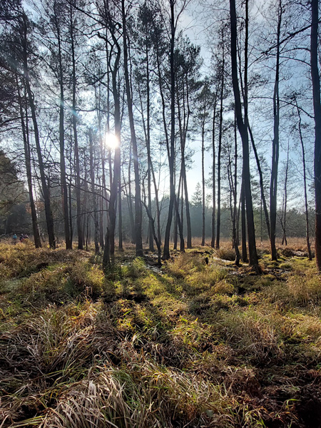 Grass vegetation against the background of a group of slender pine trees. Rays of sunlight shine through their crowns