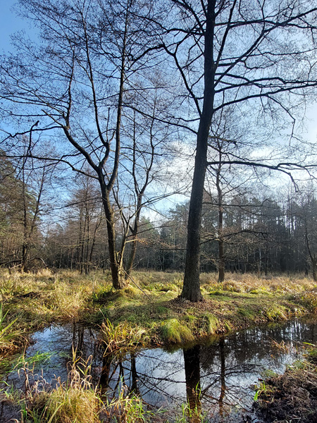 A flooded forest meadow. The individual trees standing there are reflected in the water filling the depression in the ground