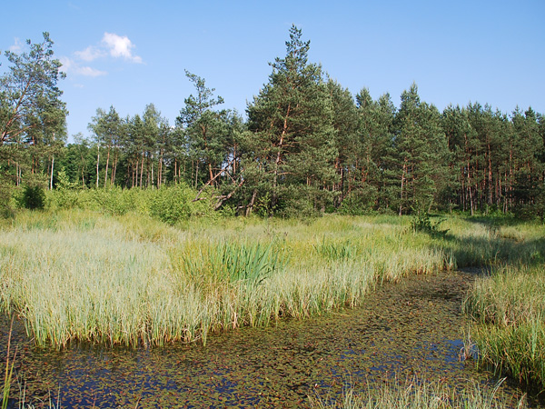 A small lake covered with floating vegetation surrounded by reed beds. In the background a young pine forest