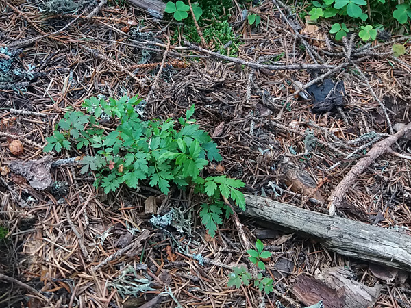 A group of seedlings with vivid green, pinnately compound leaves. Around them are brown needles and pieces of rotten wood