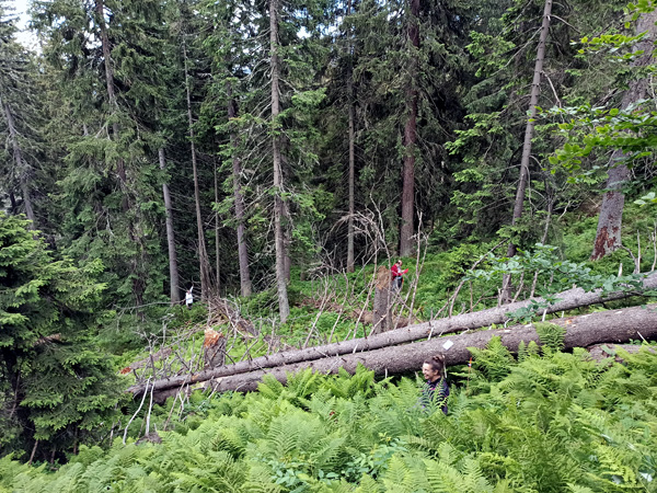 A hillside covered with a spruce forest. In the foreground, two lying logs and a woman barely visible in a field of ferns